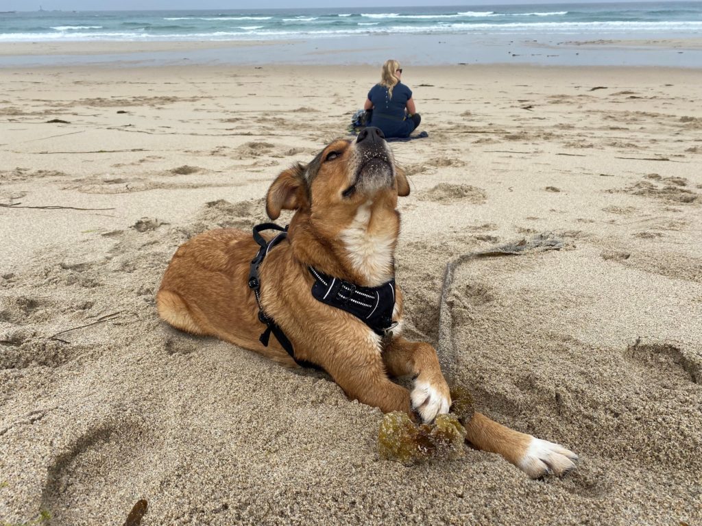 Finnegan with Gemma on the beach