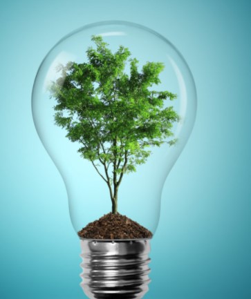 lightbulm with a tree growing inside