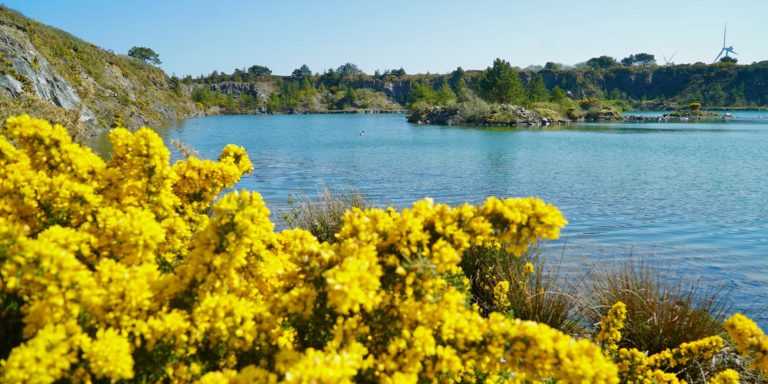 Trevassack Lake, wtih beautiful blue water and gorse in the foreground